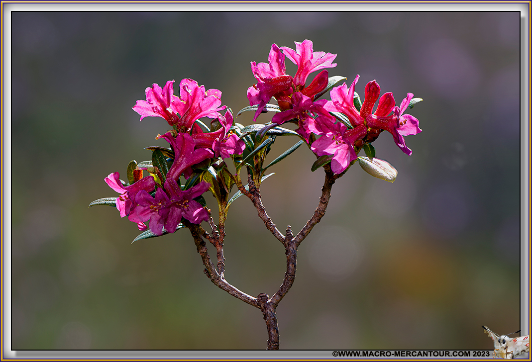 Rhodendrons